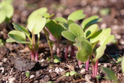 Radieschen Sprossen