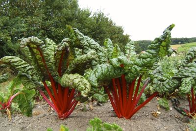Mangold 'Feurio'