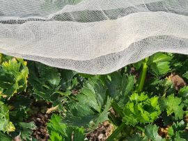 Bio-Baumwollvlies auf Zeller