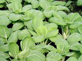 Asiagemüse 'Pak Choi', ©ReinSaat
