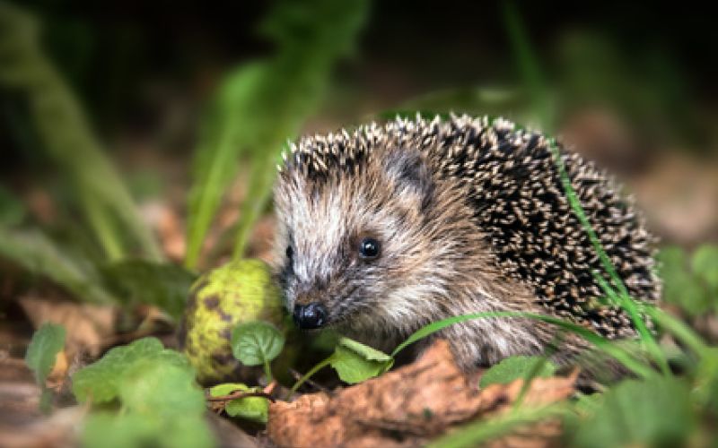 Igel