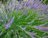 Lavendel