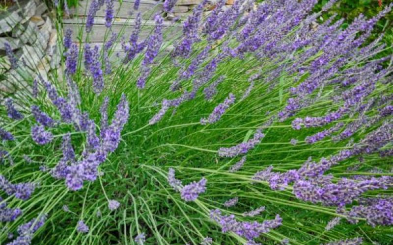 Lavendel