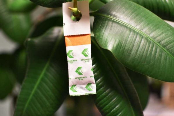 Tütchen mit Raubmilben gegen Weichhautmilben, Thripse und Weiße Fliegen