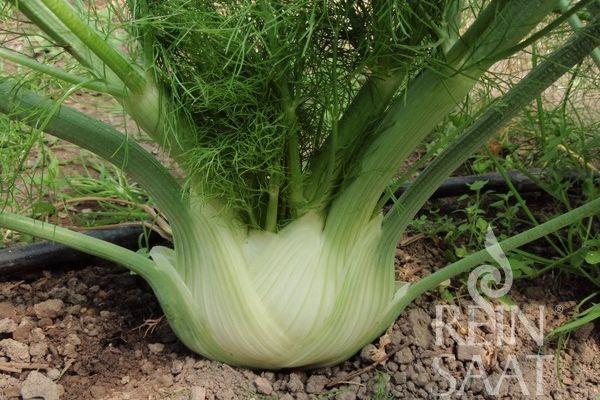 Knollenfenchel 'Perfektion'