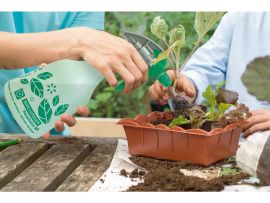 Jungpflanzen werden mit Sprühflasche bewässert