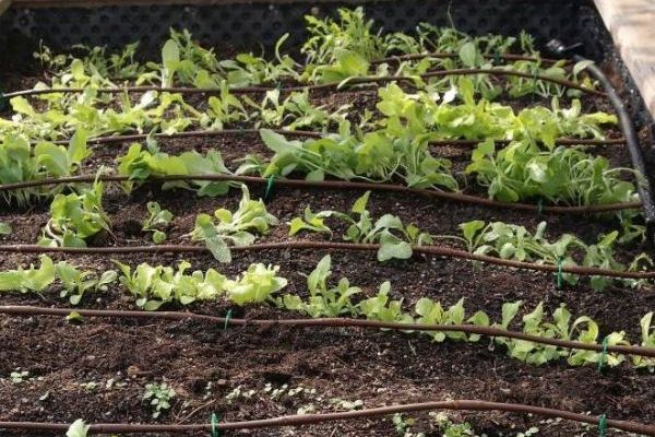 Tropfschläuche mit Pflanzen