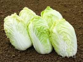 Chinakohl 'Atsuko'; ReinSaat©