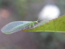 erwachsene Florfliege