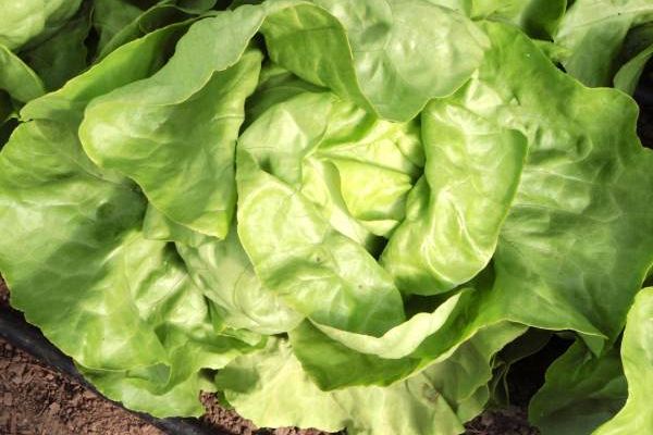 Kopfsalat Ovation