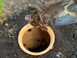 Würmer mit Substrat werden in den Komposter gelegt