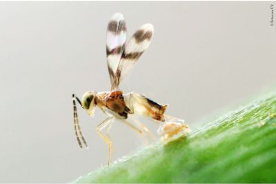 Schlupfwespe legt ein Ei in eine Wolllaus