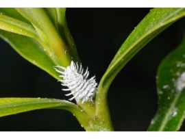 Cryptolaemus montrouzieri Larve an Pflanze