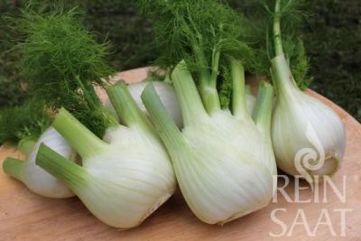 Fenchel auf Holztisch