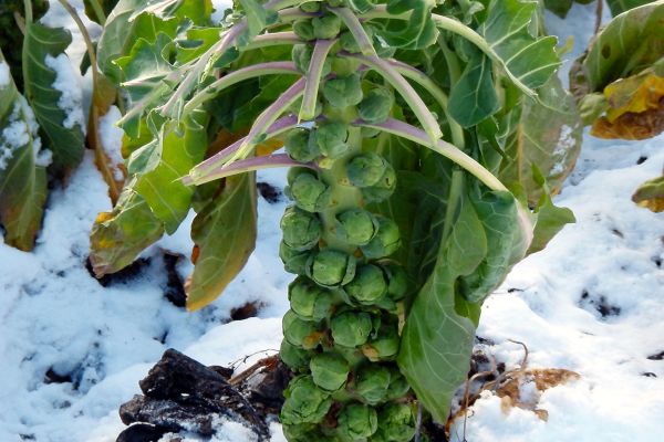 Kohlsprossen 'Groninger'