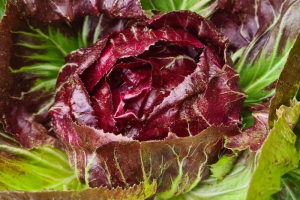 Sommergemuese-roter-Salat