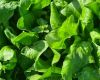 Spinat im Beet