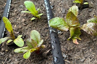 poröser Bewässerungsschlauch liegt zwischen Salat und bewässert