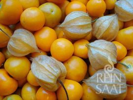 goldgelbe Andenbeeren