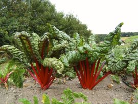 Mangold 'Feurio'