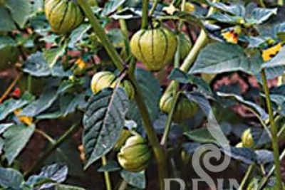 Tomatillopflanze mit Frucht in Hülle