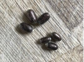 Kokons aus der die Rote Mauerbiene schlüpft