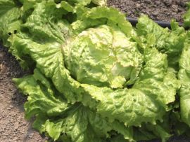 Eissalat 'Grazer Krauthäuptel 2', ©ReinSaat