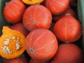 Hokkaido-Kürbis 'Red Kuri', ©ReinSaat