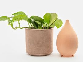 Olla steht neben Pflanze