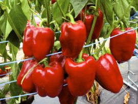 Paprika Quadrato d'Asti rosso