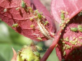 Florfliegenlarve auf der Jagd nach Blattläusen