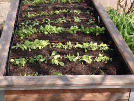 Tropfbewässerung im Hochbeet