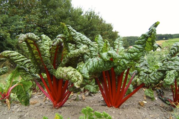 Mangold 'Feurio'