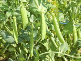 Markerbse 'Wunder von Kelvedon', ©ReinSaat