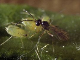 Schlupfwespe mit Blattläusen
