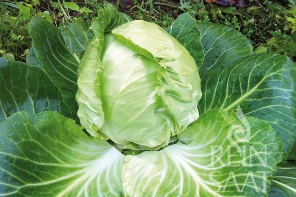 Kohlkopf der Weißkrautsorte Golden Acre