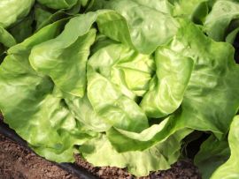 Kopfsalat Ovation