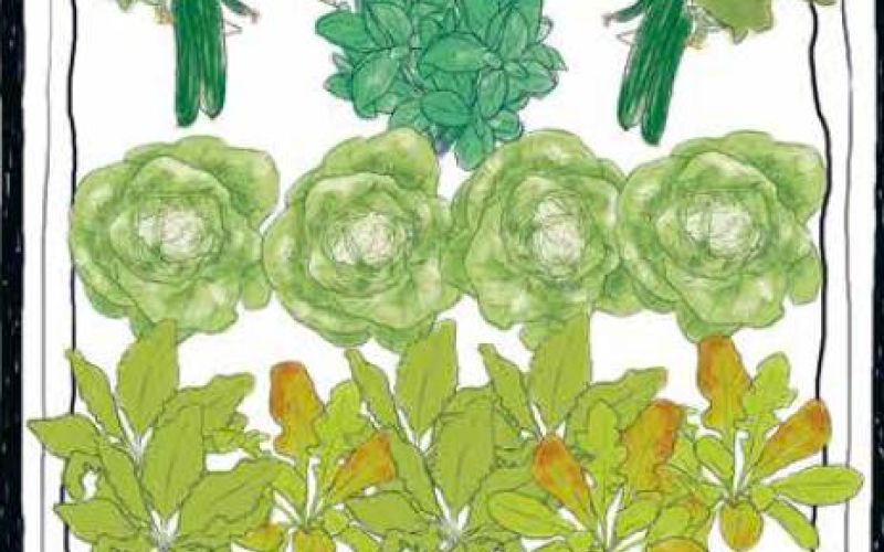 Plan einer Hochbeetbeflanzung mit gEmüse für Smoothies wie Wassermelone Salat Grünkohl und Gurken