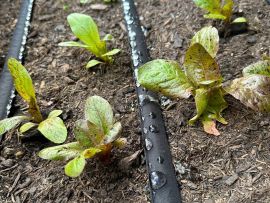 poröser Bewässerungsschlauch liegt zwischen Salat und bewässert