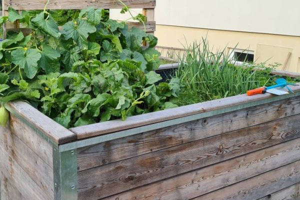 Hochbeet mit Gemüse