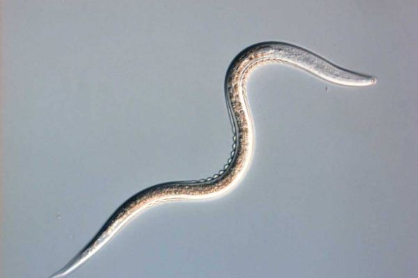 Fadenwurm