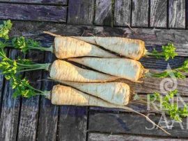 Wurzelpetersilie Kinsky