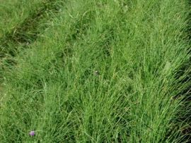 Schnittlauch, ©ReinSaat