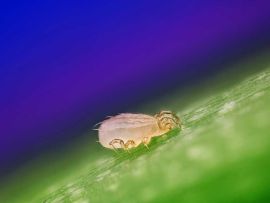 Raubmilbe Neoseiulus californicus auf Pflanze