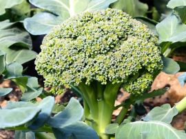 Brokkoli, ©ReinSaat