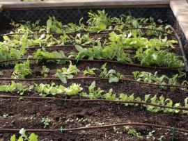 Tropfschläuche mit Pflanzen