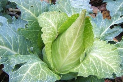 Weißkraut 'Filderkraut', ©ReinSaat