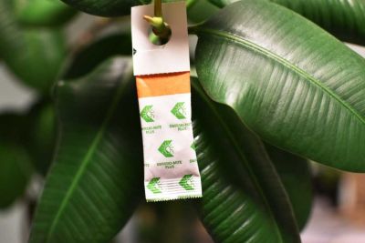 Tütchen mit Raubmilben gegen Weichhautmilben, Thripse und Weiße Fliegen