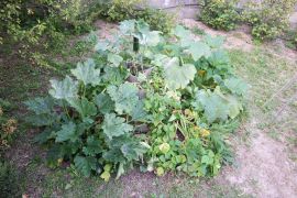 volle Zucchinipyramide