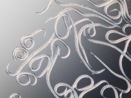 Madenstopp Nematoden gegen Wurm in der Kirsche